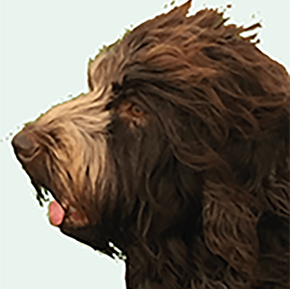 een close-up van een bruine hond, labradoodle, met zijn tong uithangend.