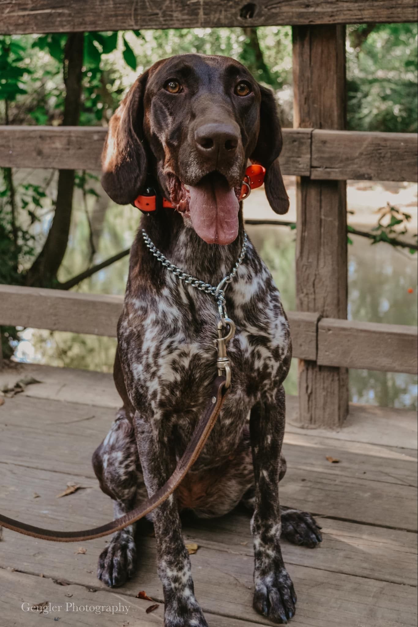 A dog is sitting on a wooden bridge with its tongue hanging out.