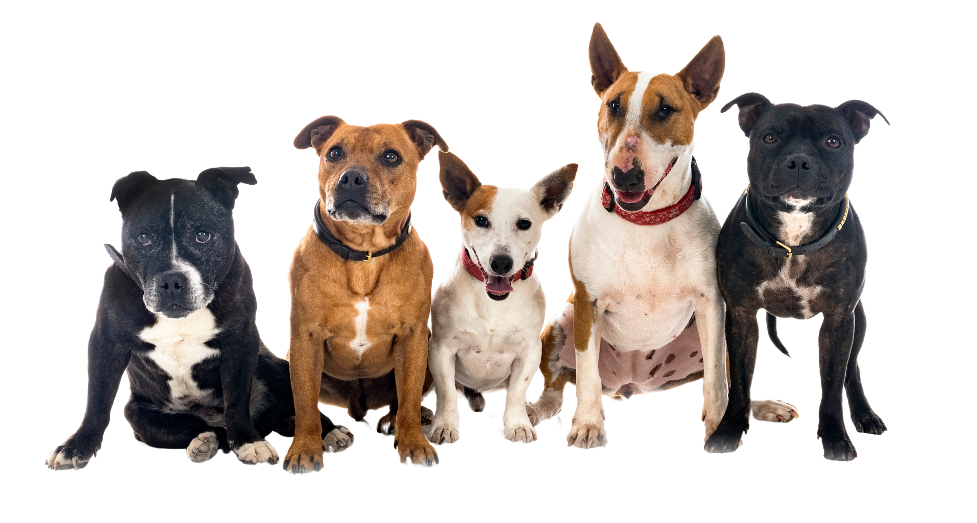 A group of dogs are sitting next to each other on a white background.