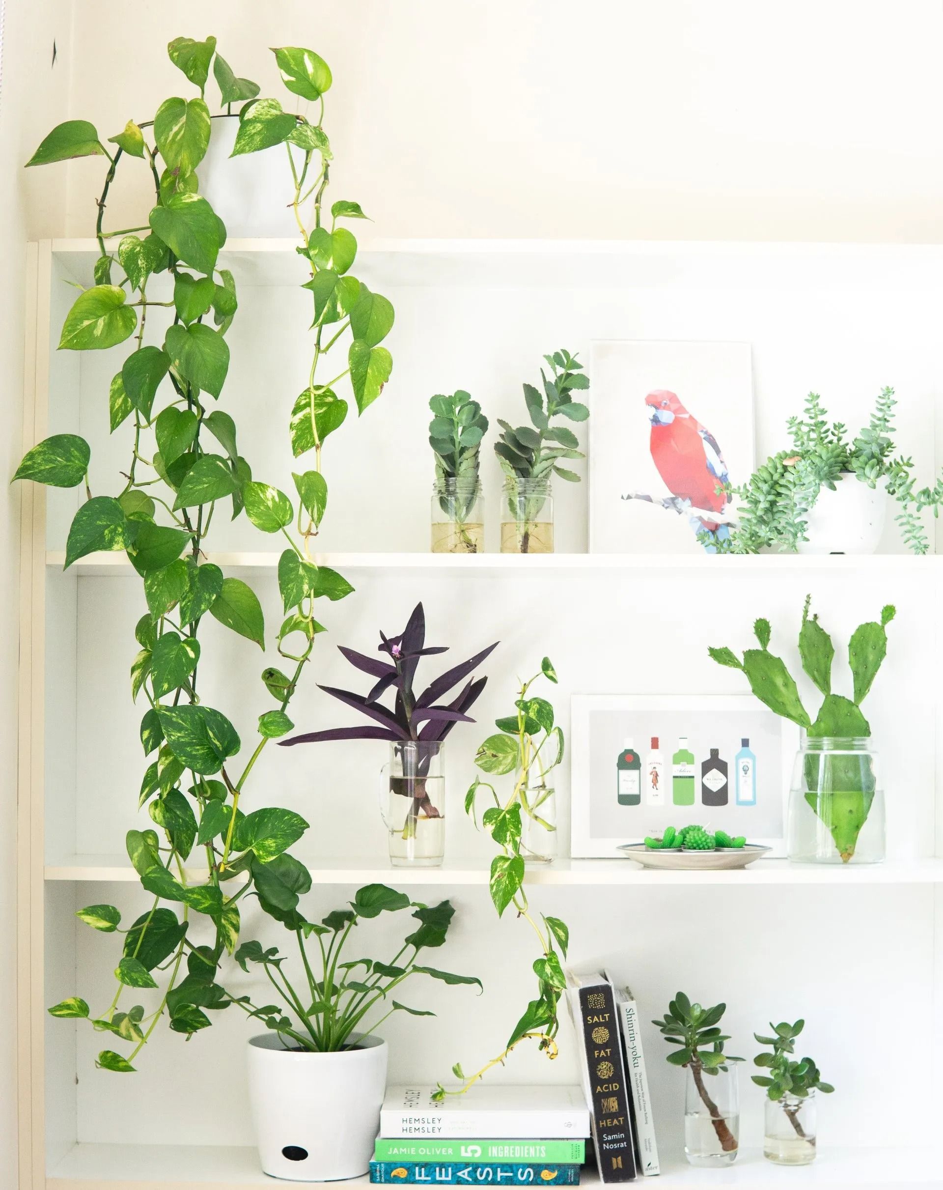 A white bookshelf holds several potted plants, cuttings in glass jars, a bird print, and books.