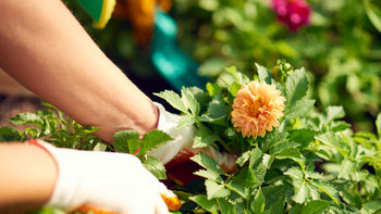 Hands in white gloves tending a green garden bed with an orange flower in bloom