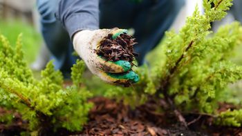 Gloved hands planting a young shrub in soil outdoors, with green foliage in the foreground.
