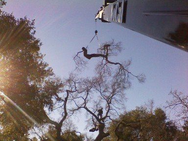 Tree Removal - Crane Service in Thousand Oaks, CA