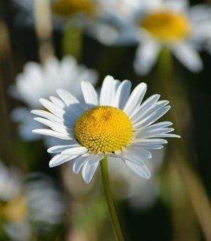 Chamomile Flower used for enema therapy by Hertfordshire Colonics