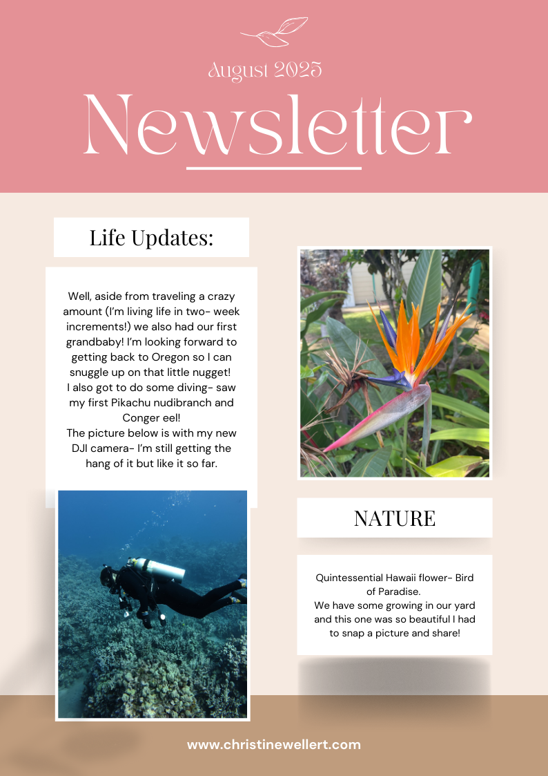 Newsletter with text and images: diver, bird of paradise flower.