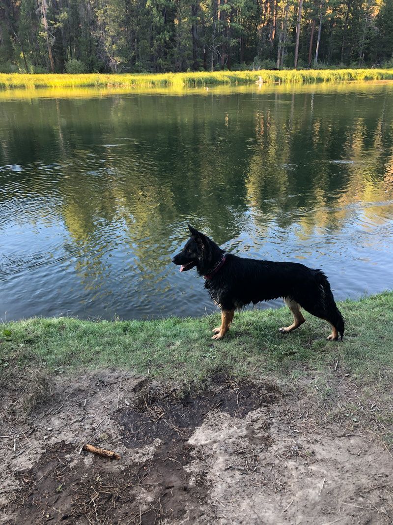Black and tan dog standing on grassy shore, looking towards a lake in a forested setting.