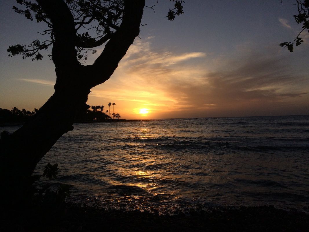 Silhouette of a tree frames a sunset over the ocean; orange and yellow hues reflect on the water.