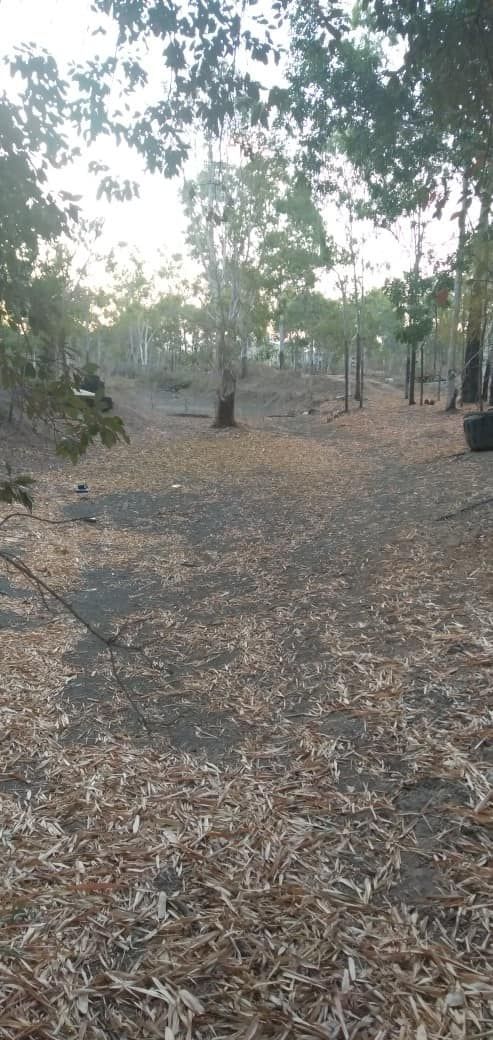 A Lot Of Leaves On The Ground In The Woods — Allsites Earthworx In Garbutt, QLD