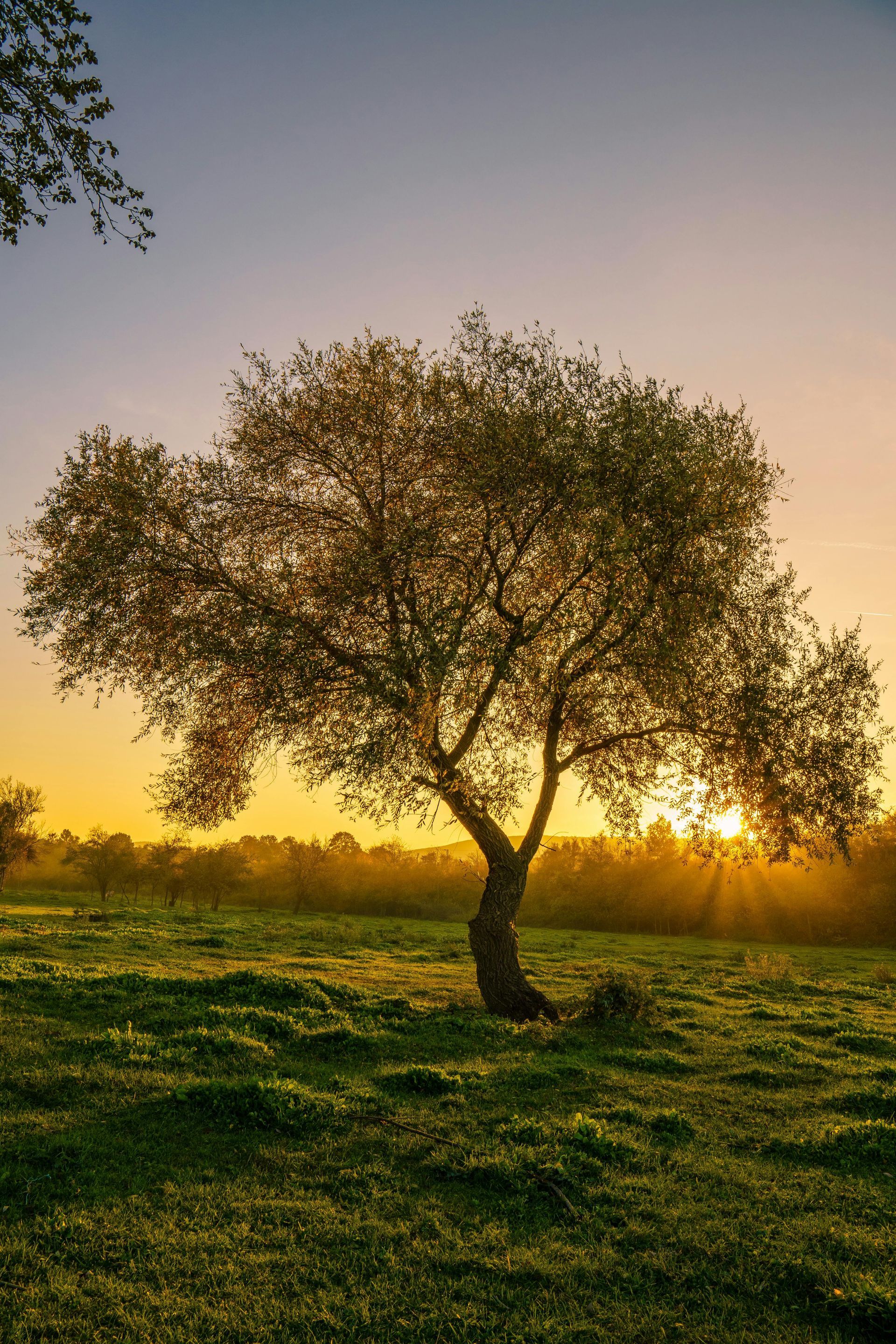 A young tree in the sunset 