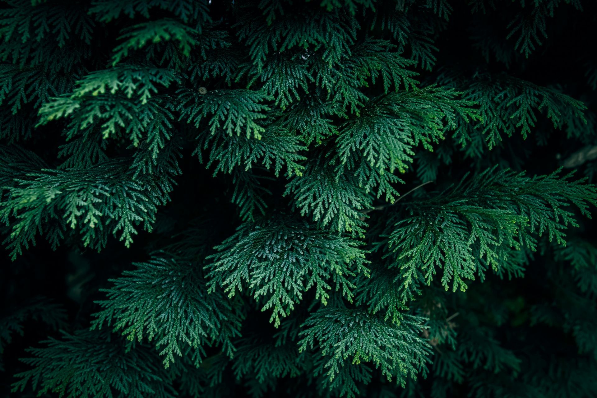 Dense green evergreen branches against a dark background