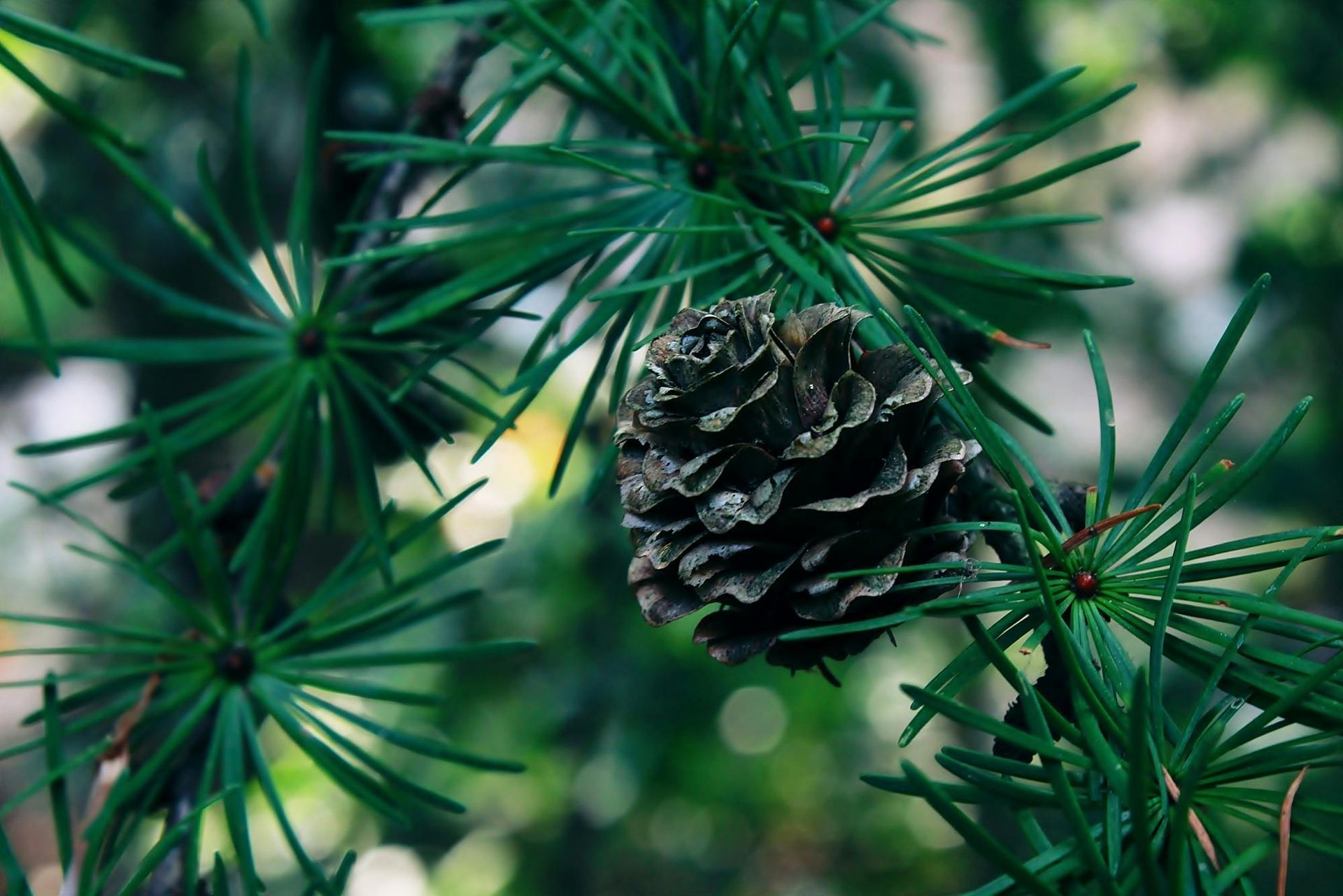 Trimming pine trees in Aurora. 