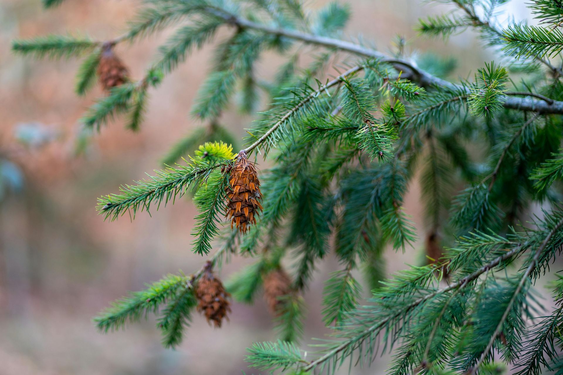 Green evergreen branches with small brown cones against a blurred outdoor background