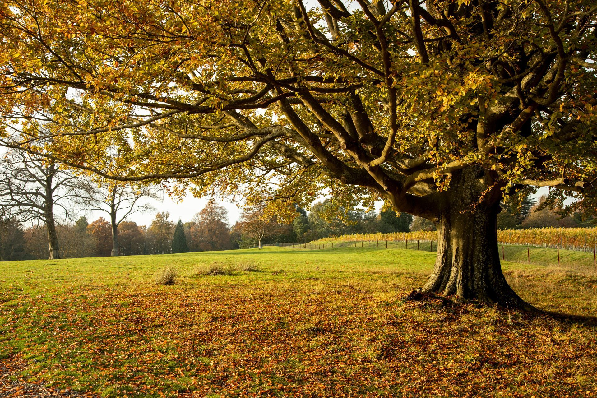 Trimming your oak tree