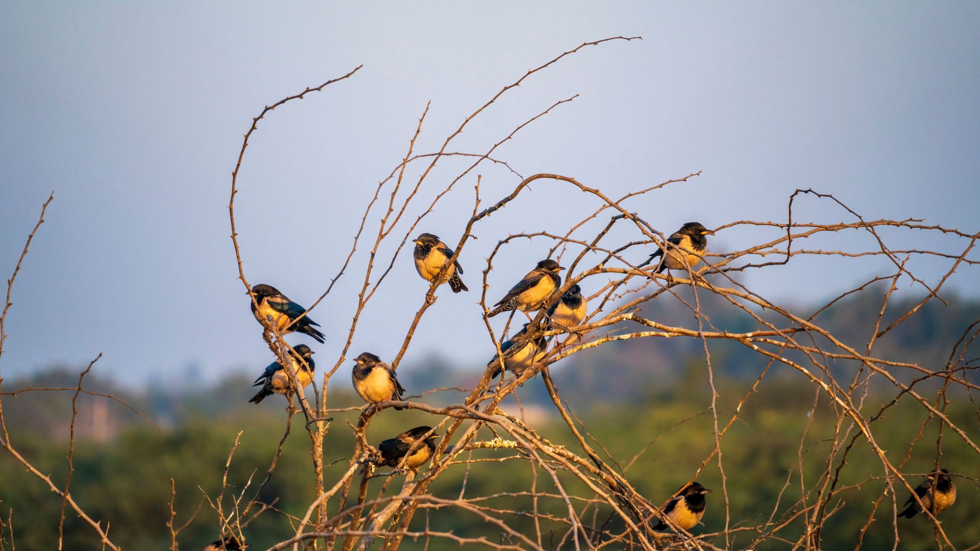 Small birds perched on thin branches in a grassy field at sunrise