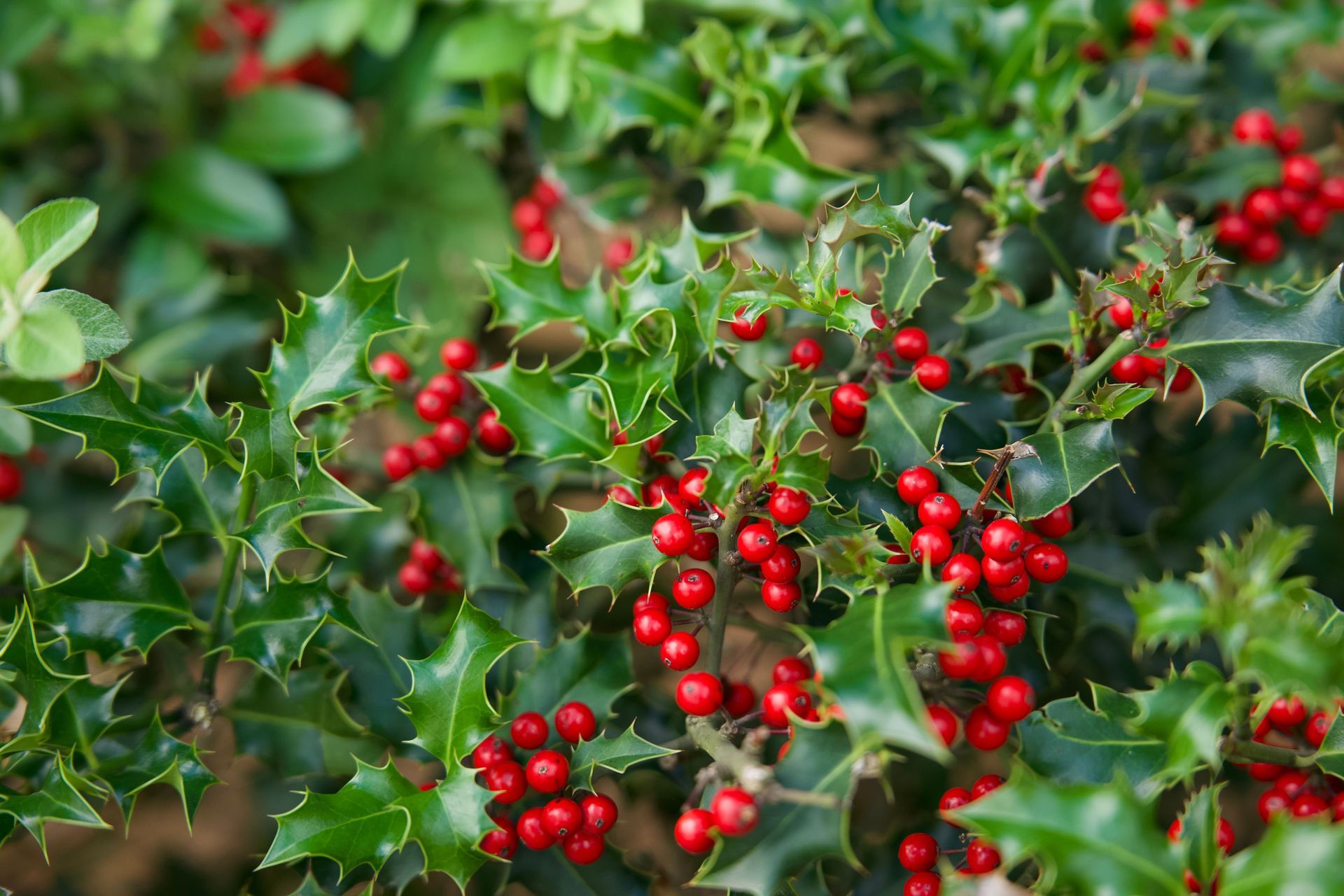 Glossy holly bush with green leaves and clusters of bright red berries