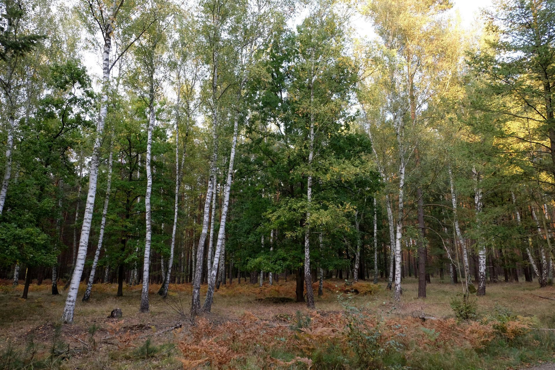 The health and removal of Birch Trees
