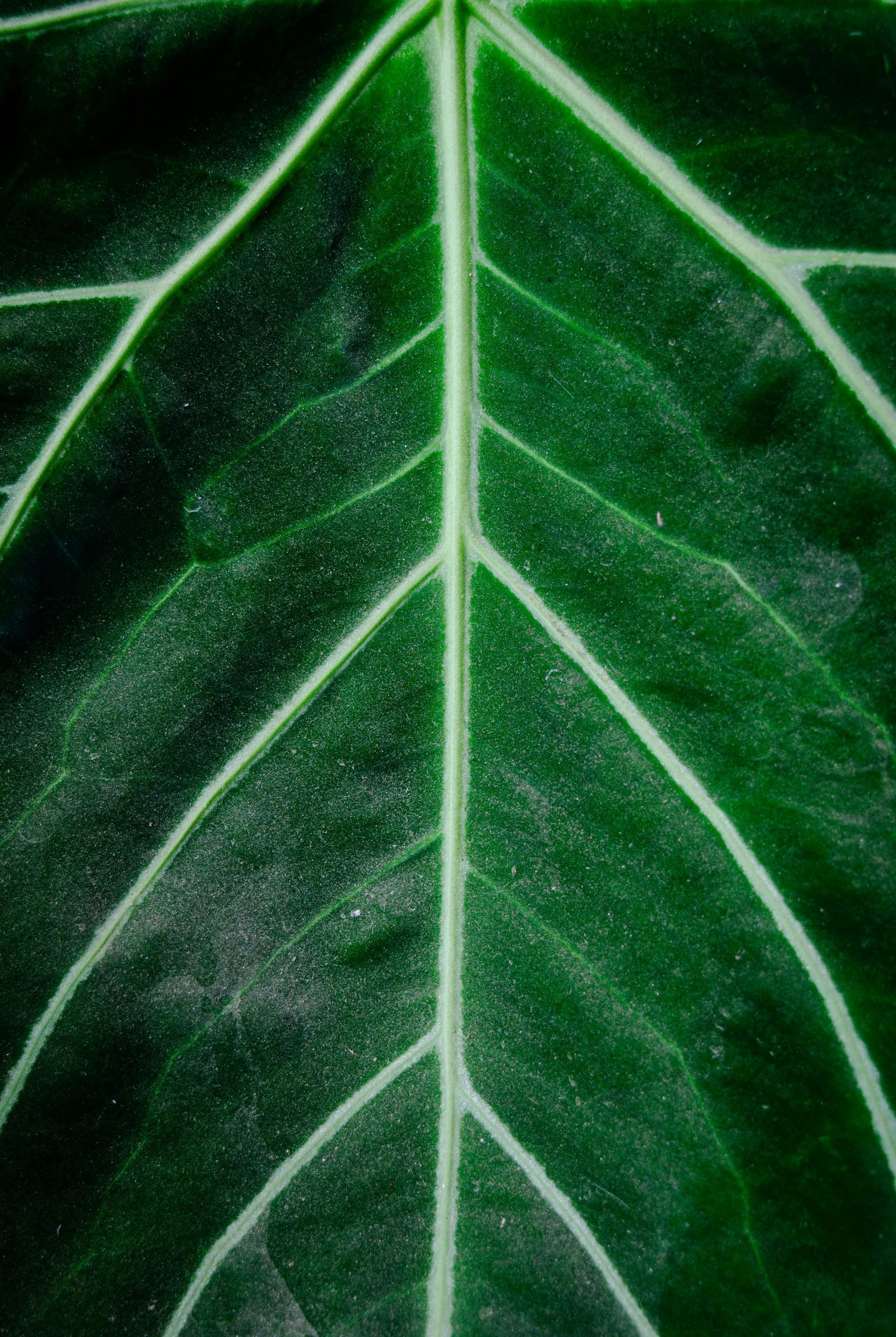 A close up shot of a leaf 