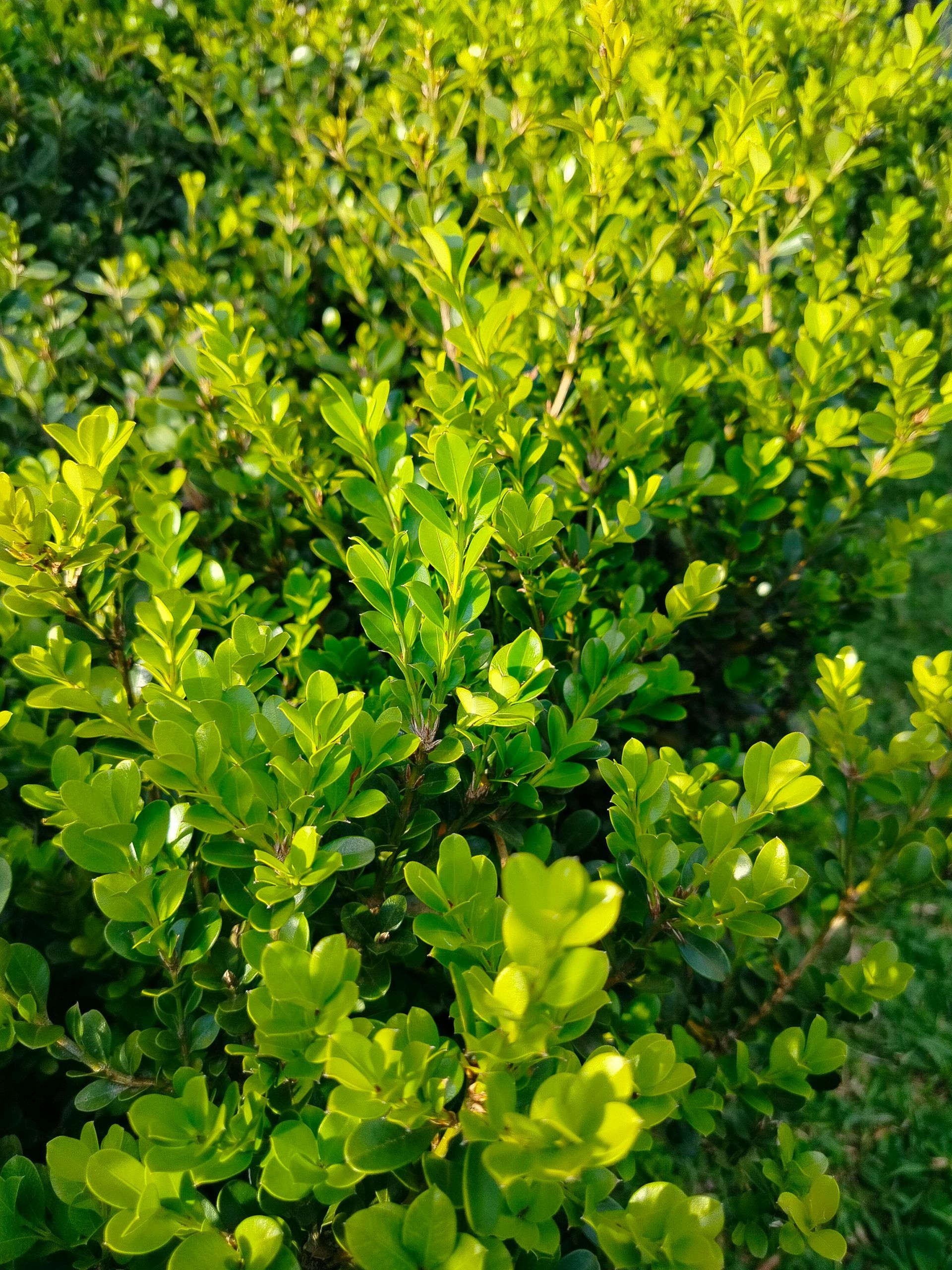 Pros and cons of boxwood plants 