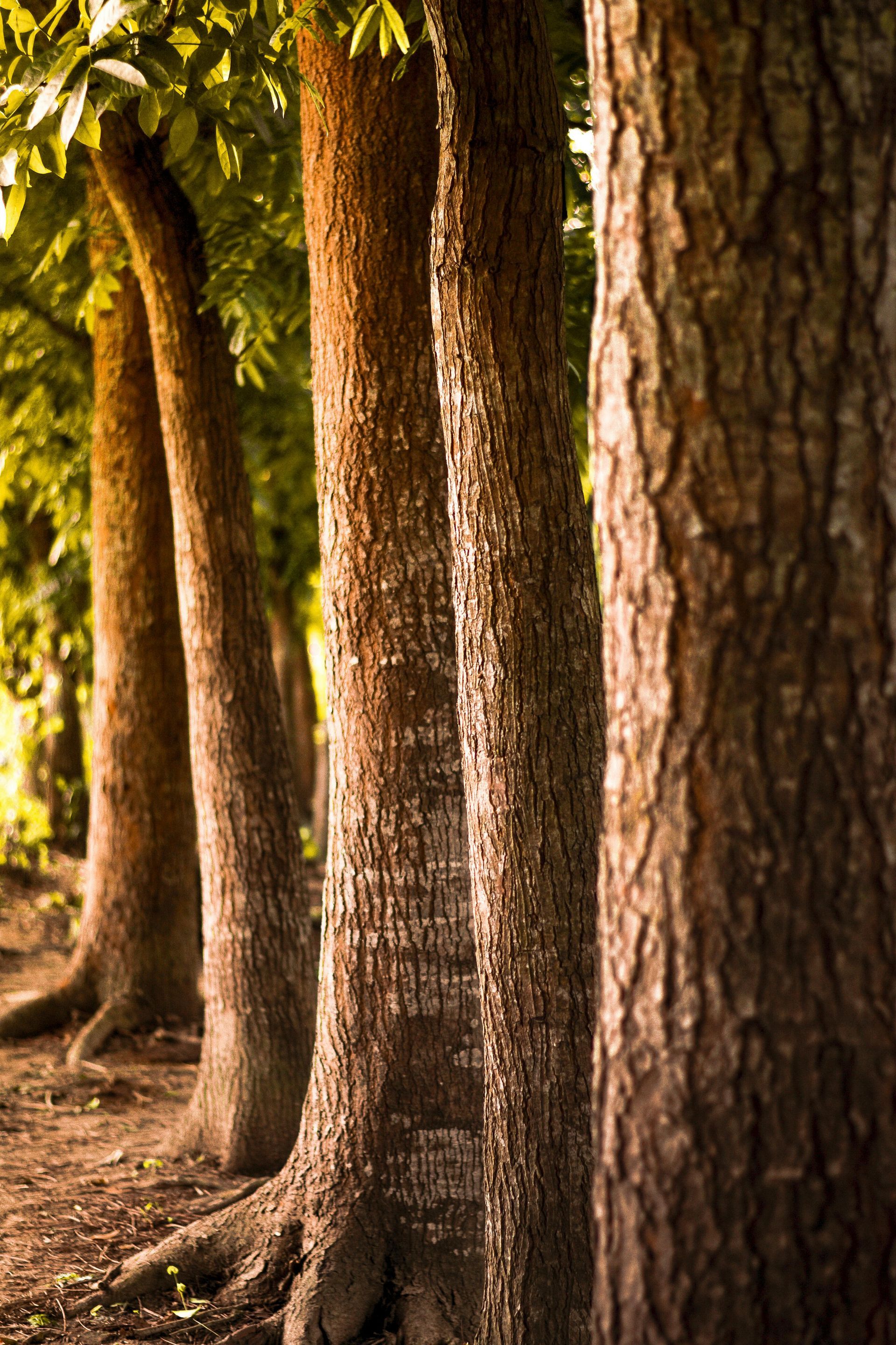 Sunlit row of tree trunks in a forest, with rough bark and roots visible on the ground.