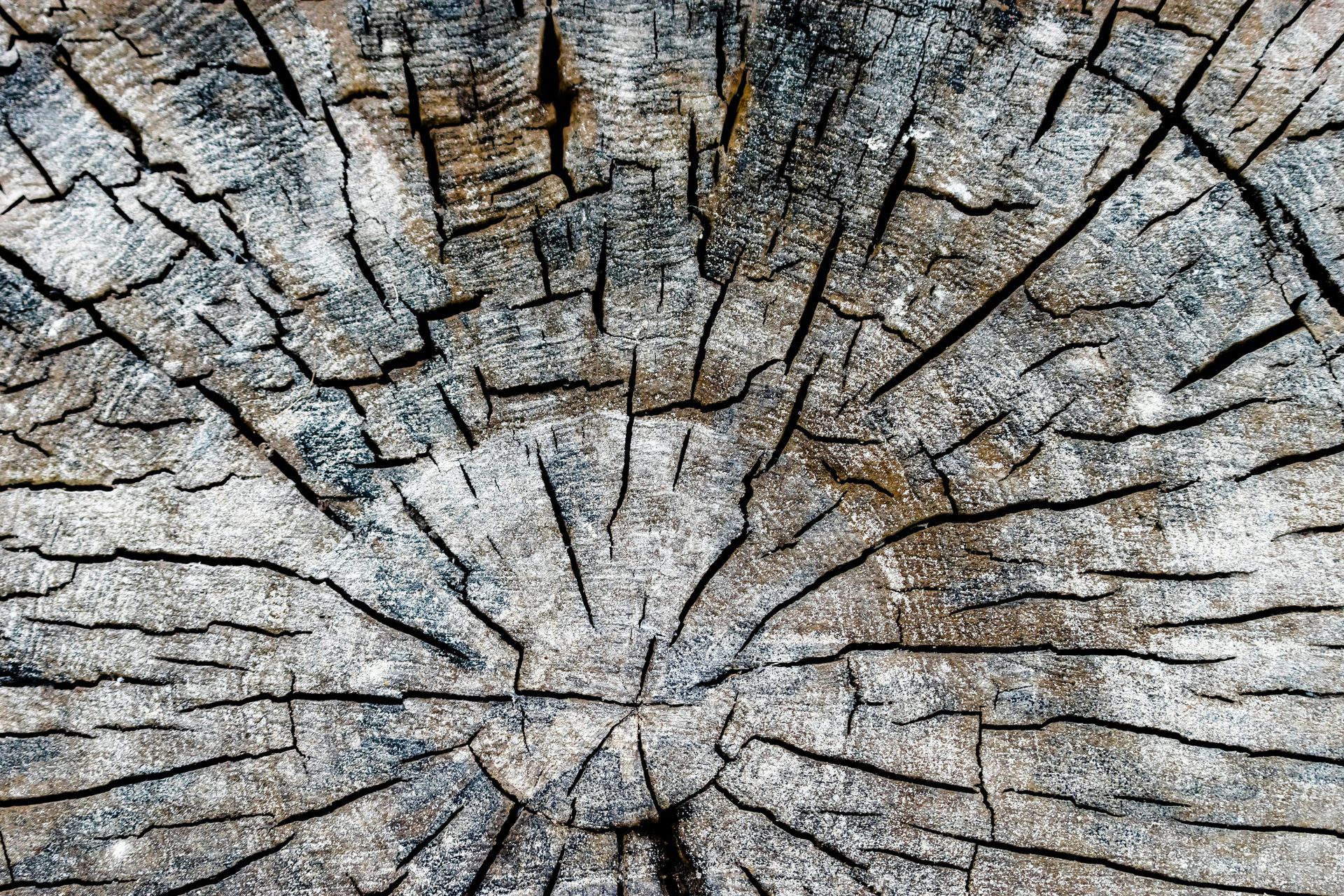 The difference between stump removal and grinding
