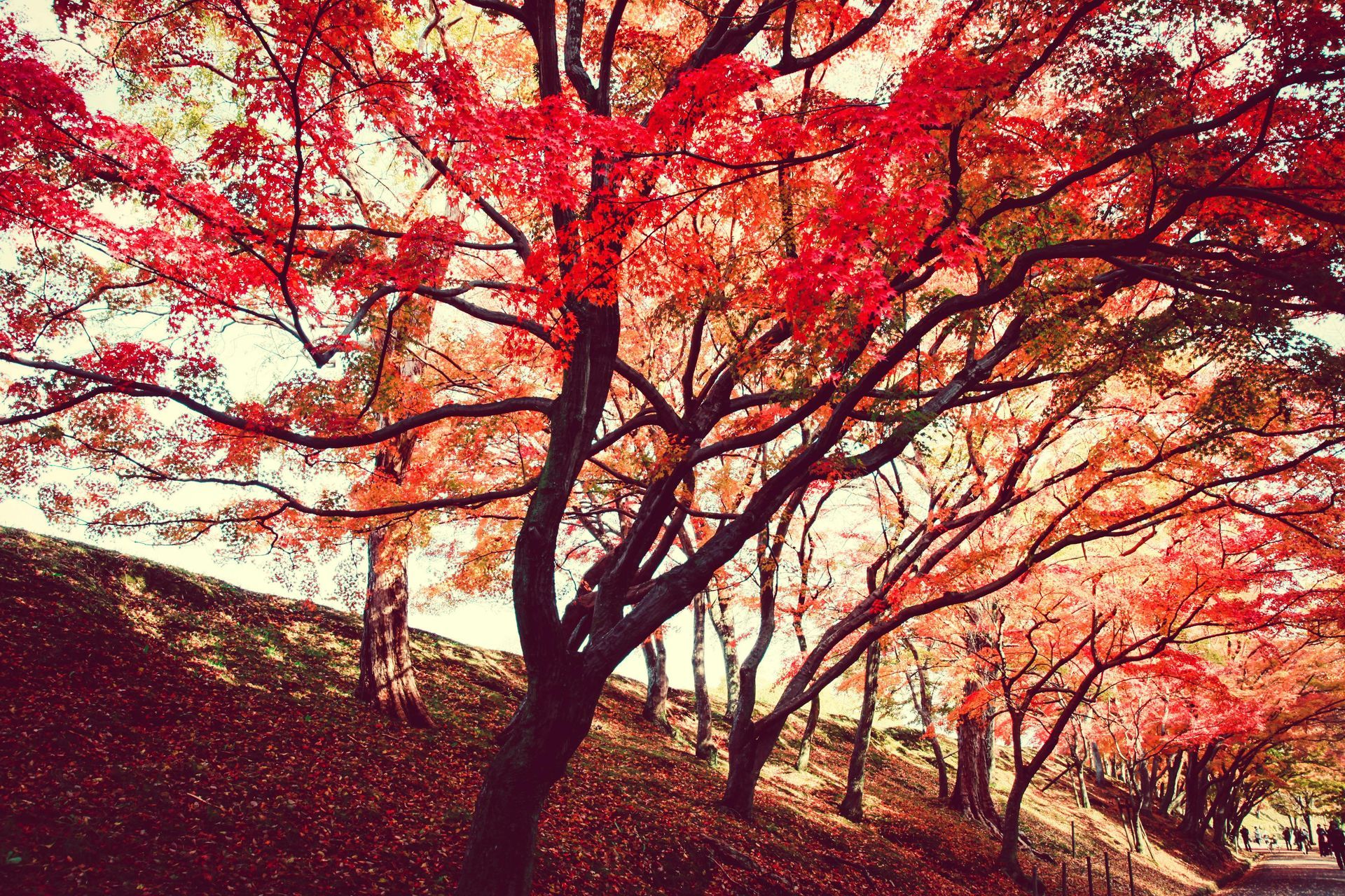 Red autumn trees arch over a sunlit path in a park-like hillside setting.
