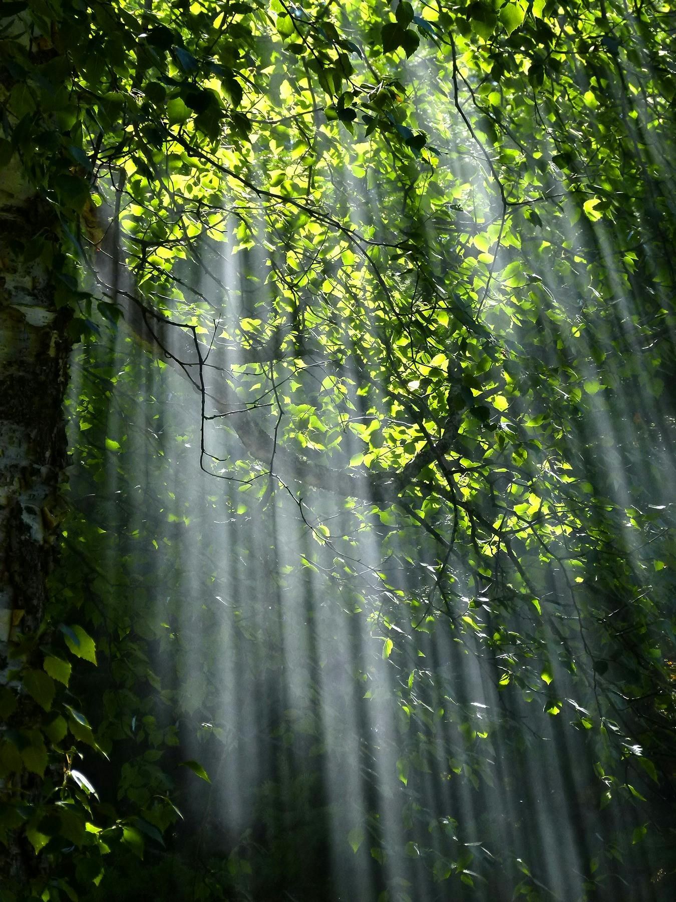 Sunlight streams through lush green leaves, creating light rays.