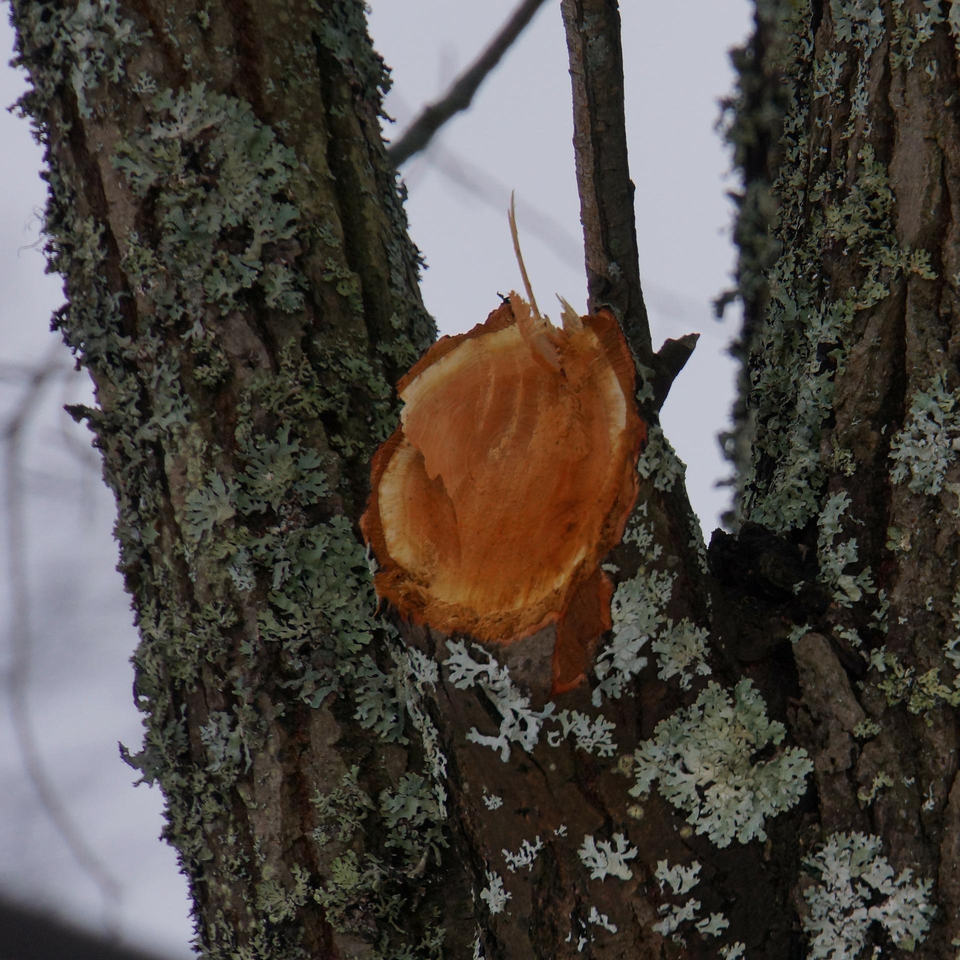 a branch is removed by a chainsaw