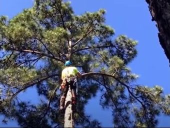 A climber removes a tree in Aurora CO.