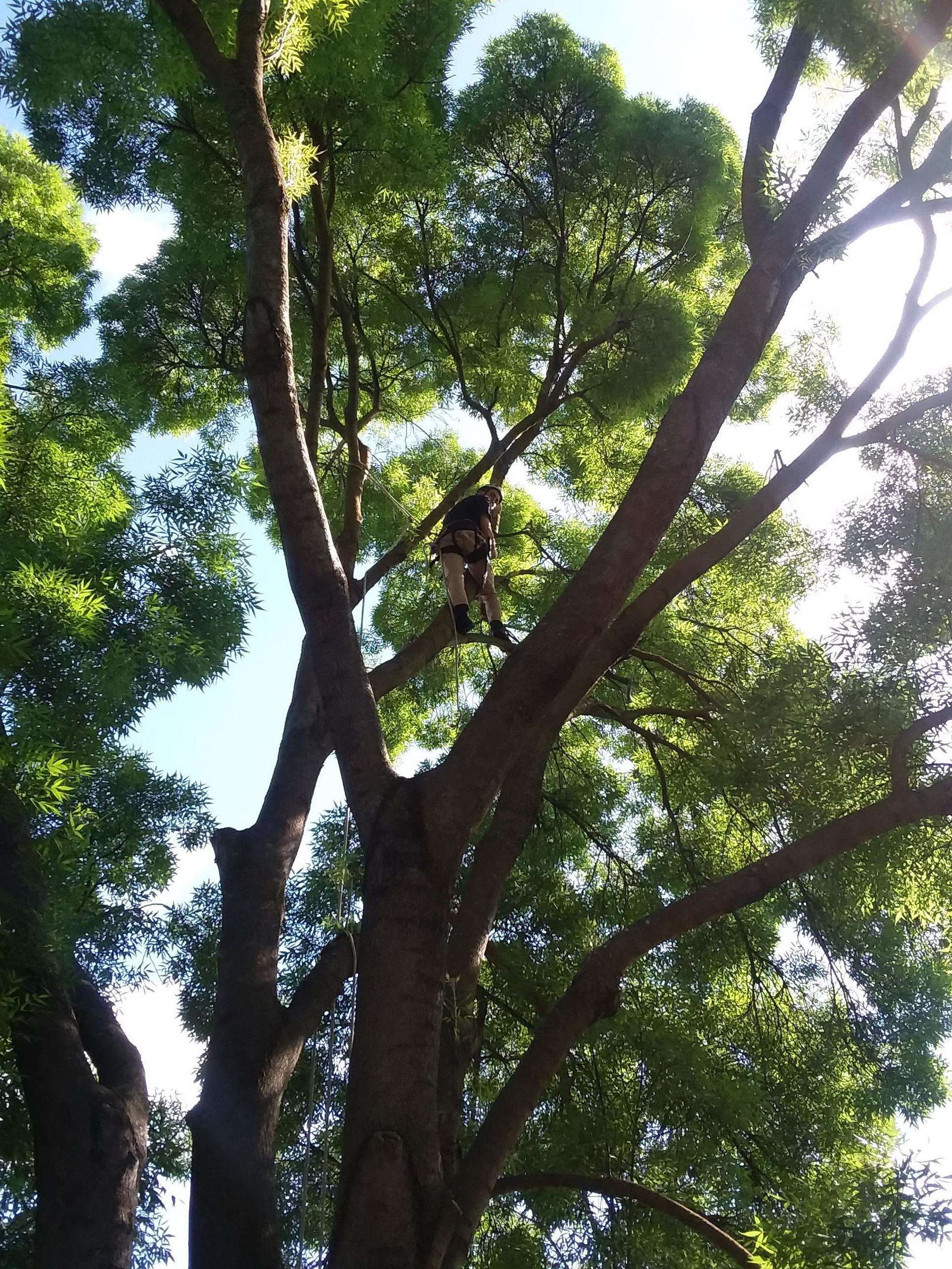 A person is climbing up a tree with lots of leaves