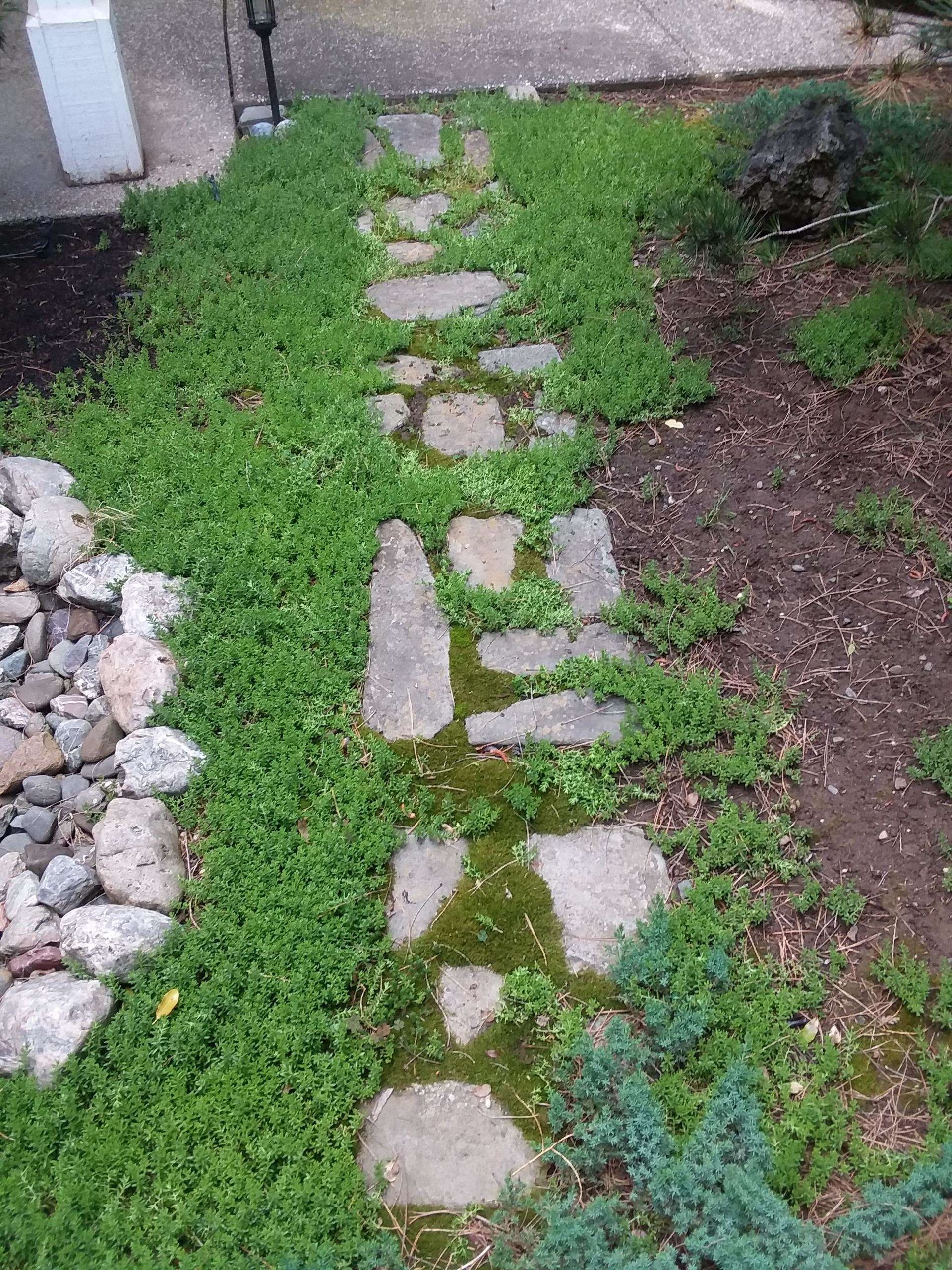 A stone walkway surrounded by grass and rocks in a garden.