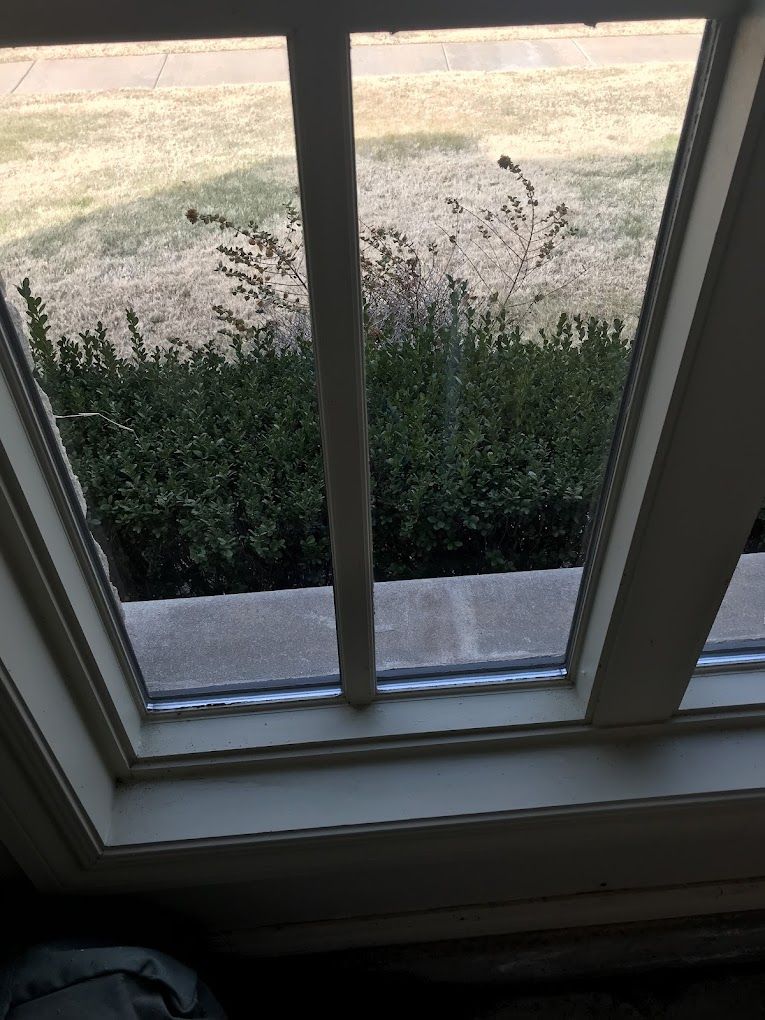 A window with a view of a bush outside of it