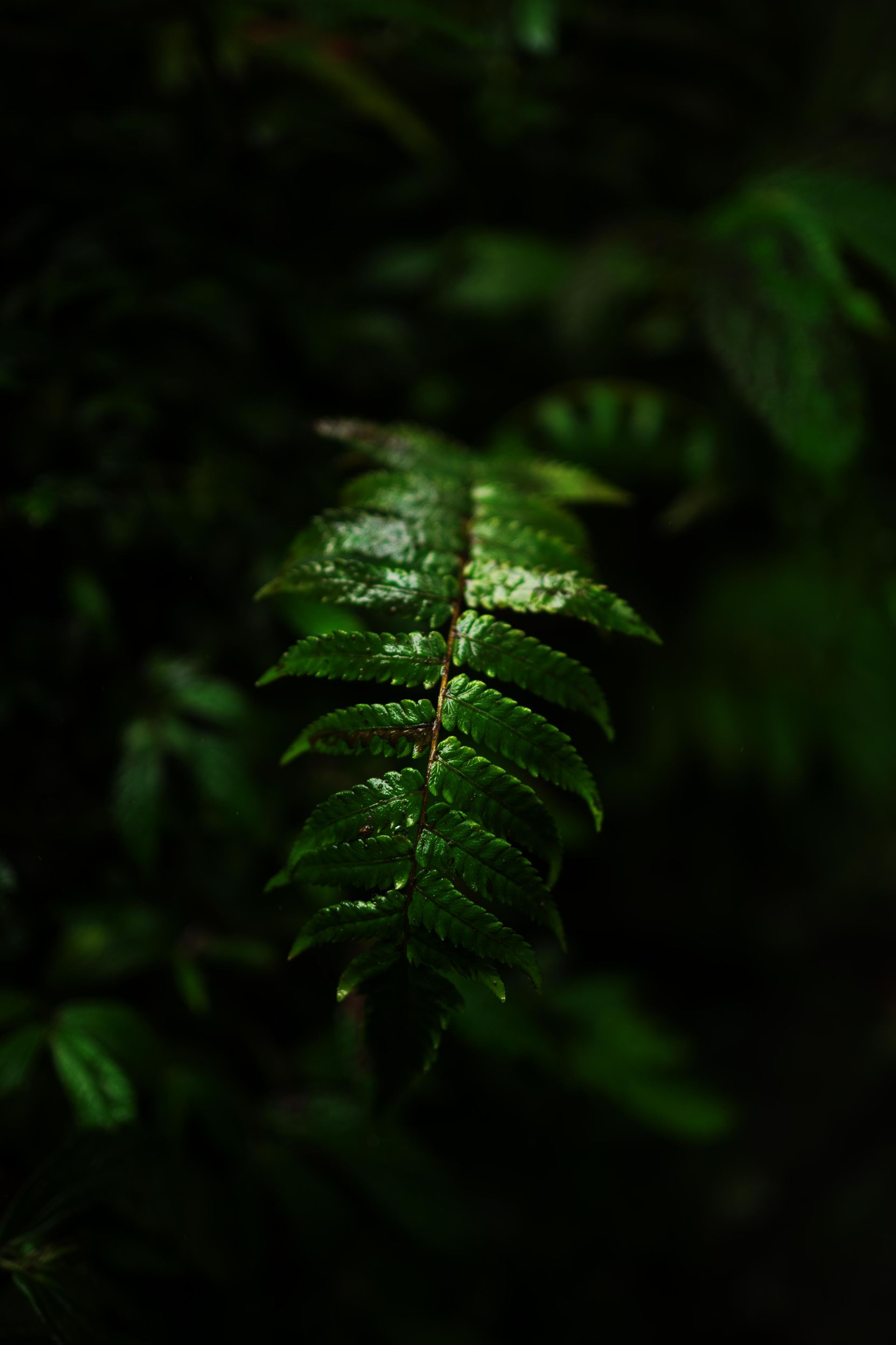 A close up of a green fern leaf with water drops on it.