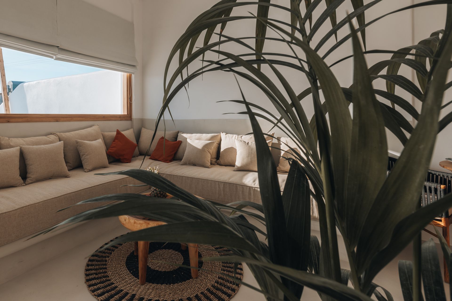A living room with a couch and a plant in the foreground.