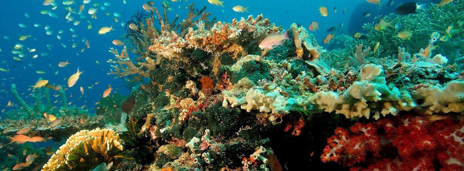 underwater picture of the reefs with fishes in gili air