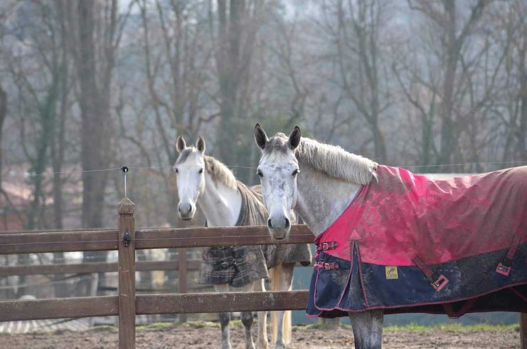 deux chevaux sont debout à côté d' une clôture en bois .