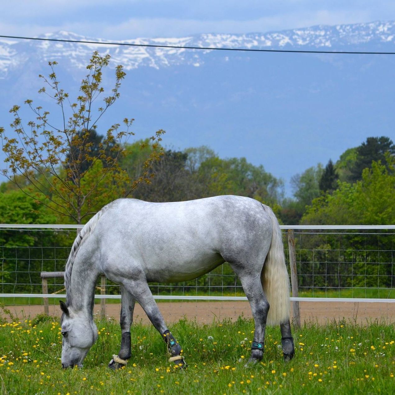 un cheval blanc mange de l' herbe dans un champ avec des montagnes en arrière-plan