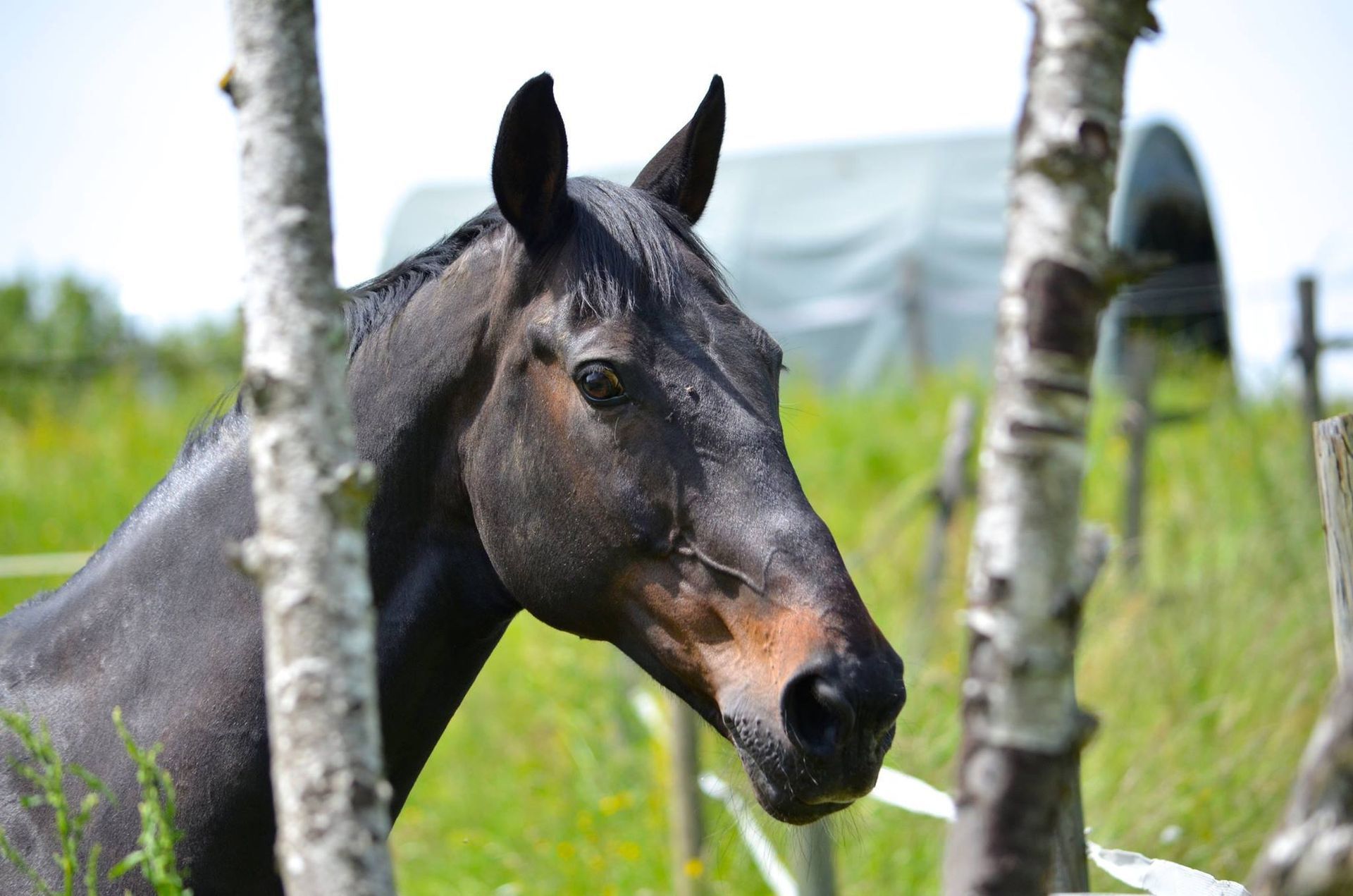 un cheval noir se tient dans un champ entouré d' arbres .