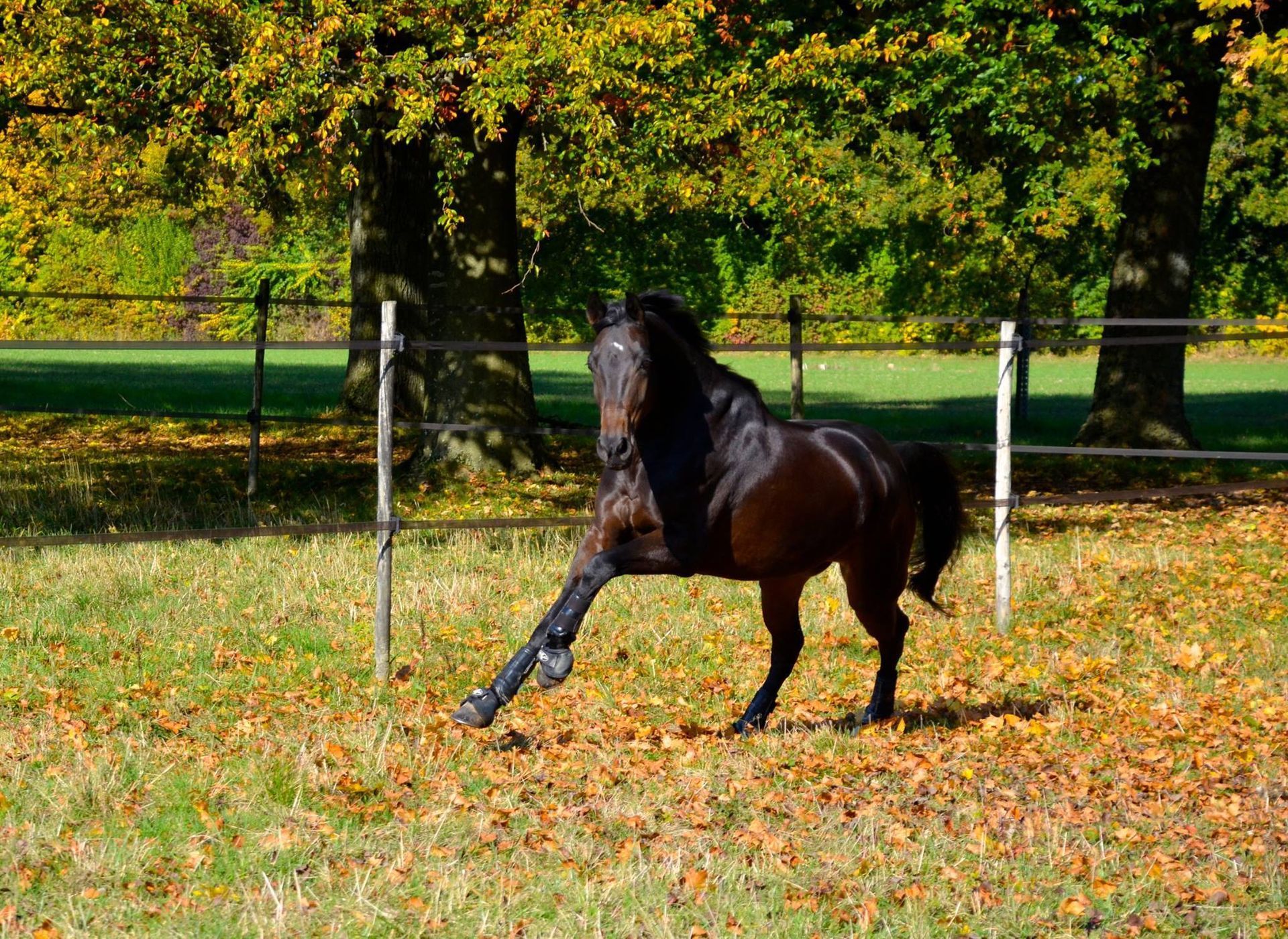 un cheval noir traverse un champ rempli de feuilles d' automne .