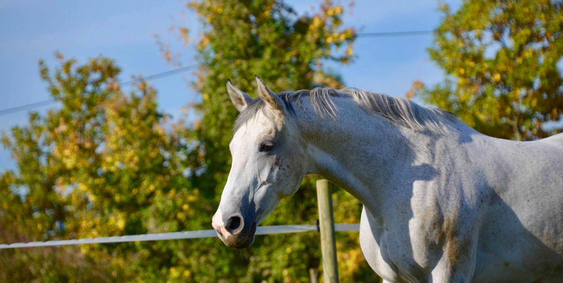 un cheval blanc est debout à côté d' une clôture .