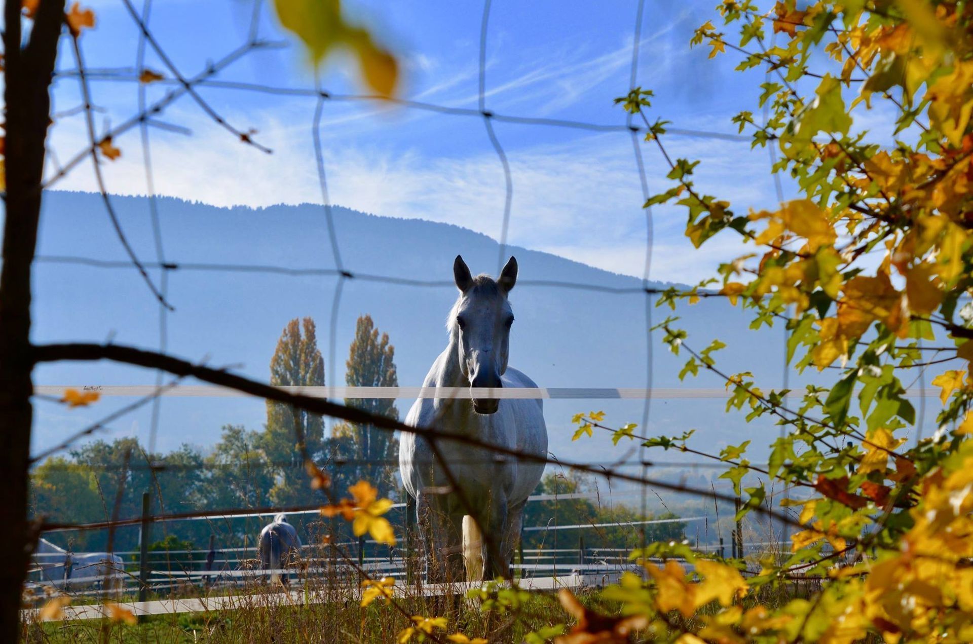 un cheval blanc se tient derrière une clôture avec des montagnes en arrière-plan .