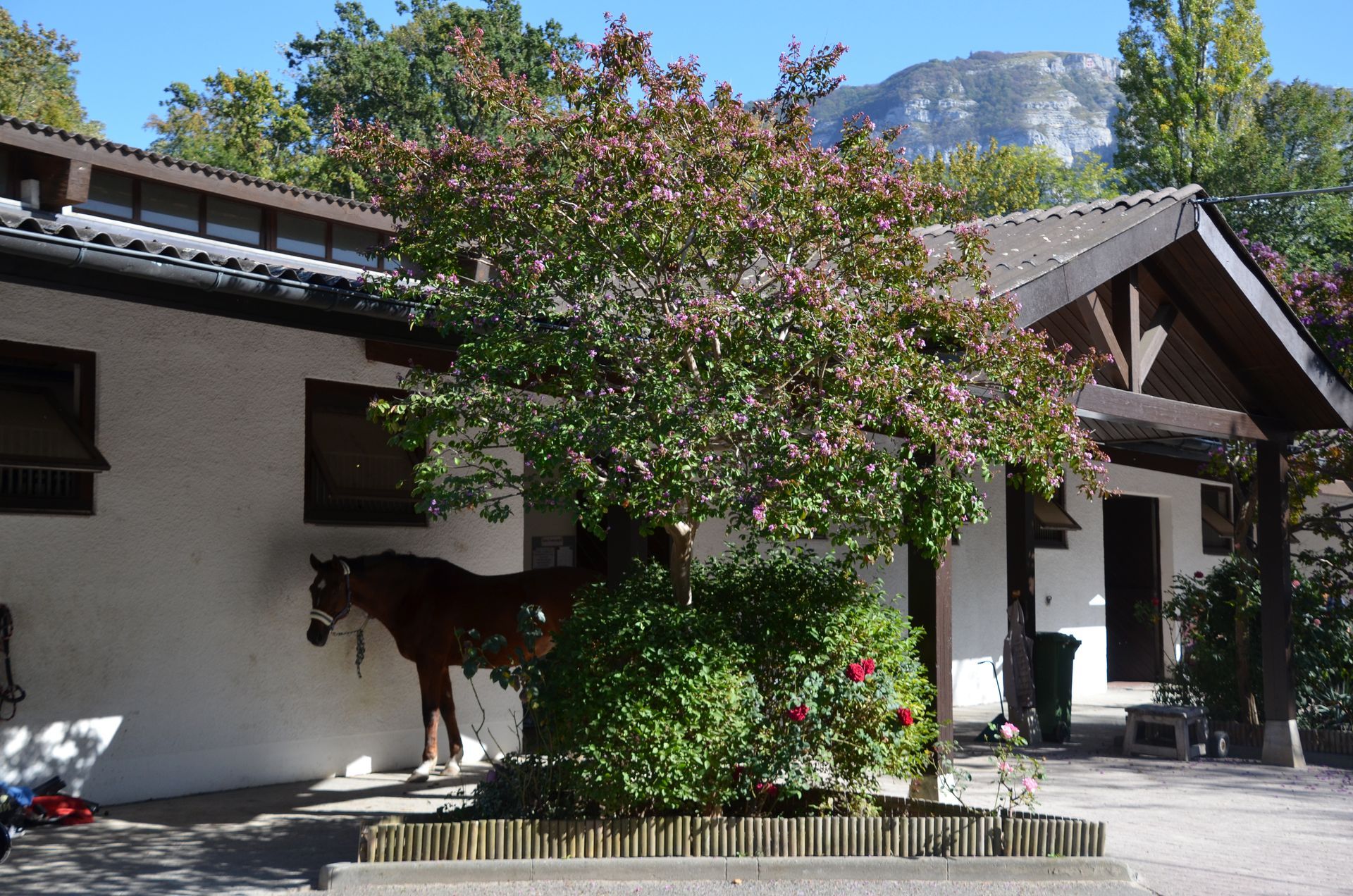un cheval se tient devant un bâtiment blanc avec une montagne en arrière-plan