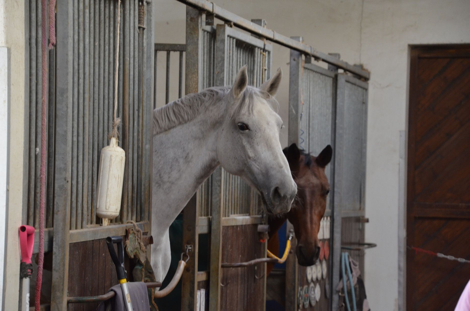 deux chevaux se tiennent l' un à côté de l' autre dans une écurie .
