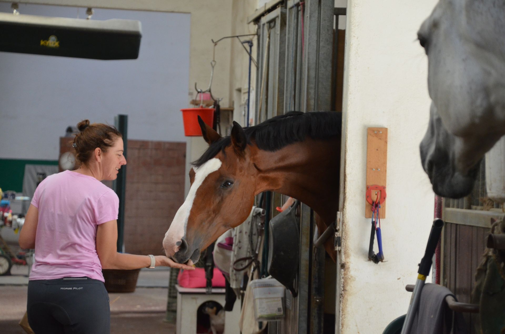 une femme donne de la nourriture à un cheval dans une stalle .