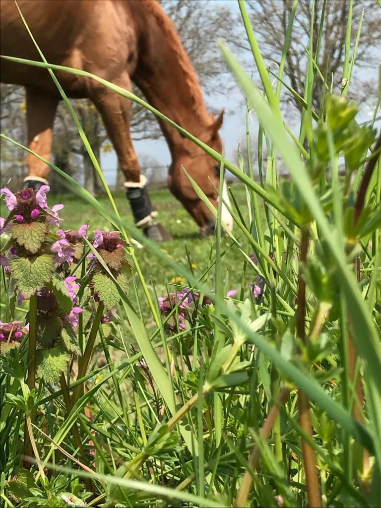 un cheval mange de l' herbe dans un champ avec des fleurs violettes .
