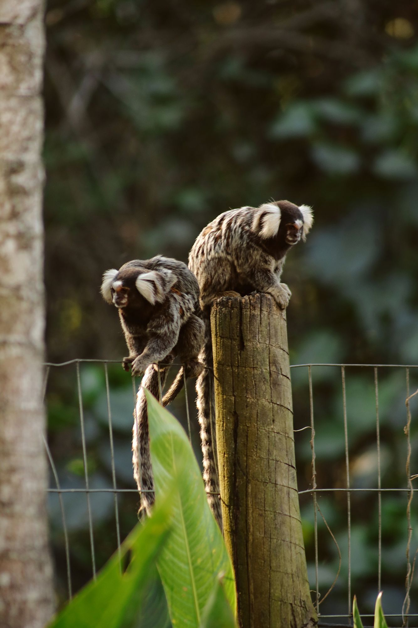 Dois pequenos macacos estão sentados no topo de um poste de madeira.