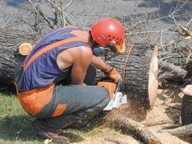 Tree care services - Buckley - Dean Eagles Tree Care Services - Tree felling