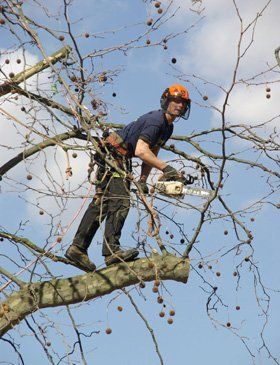 Hedge cutting - Buckley - Dean Eagles Tree Care Services - Pruning
