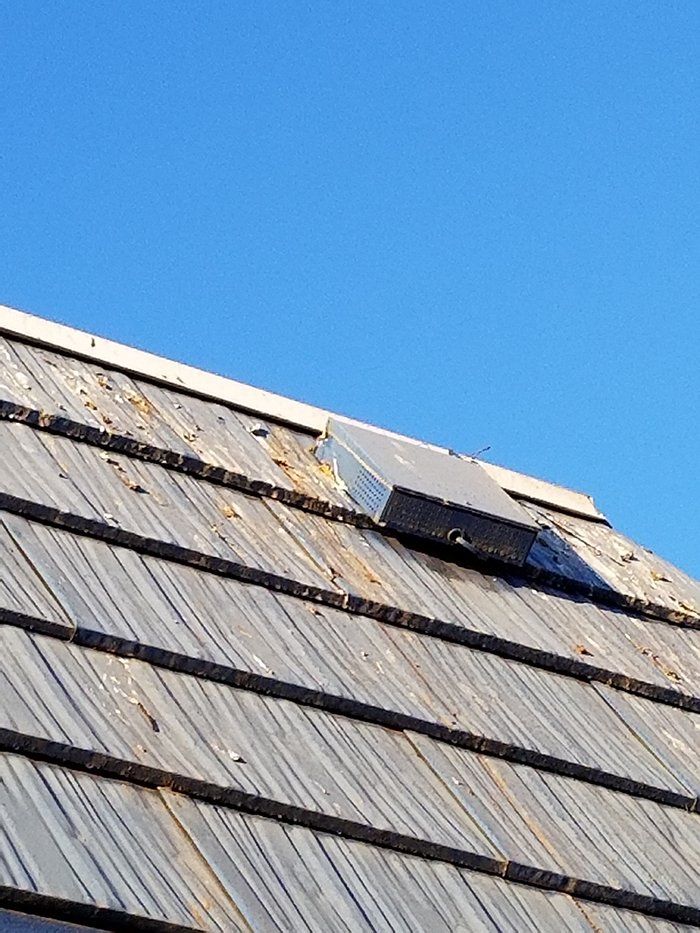 pest damage to building roof