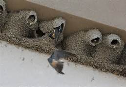 birds nests on building