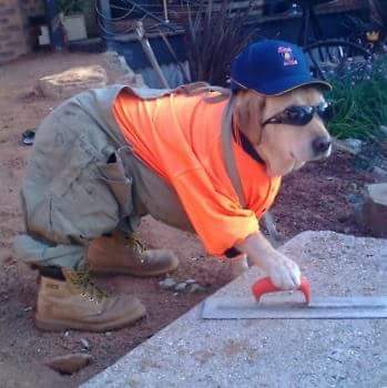 A dog is wearing a safety vest and a hat while using a trowel.
